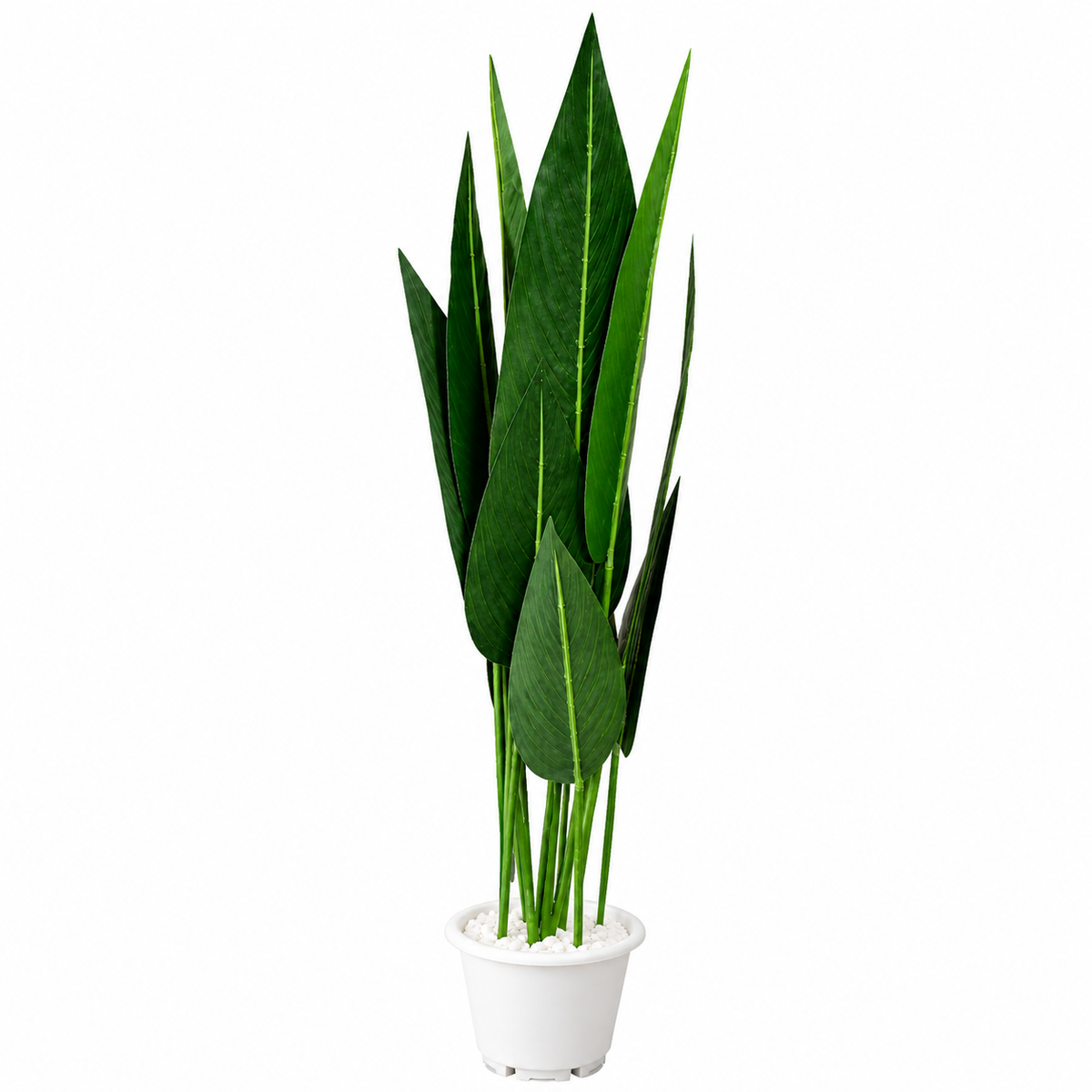 Elvora Split-Leaf Monstera